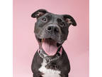 Adopt JADE a Black Mixed Breed (Large) / Mixed dog in Port St Lucie