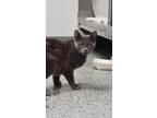Adopt Citrine a Gray or Blue Domestic Shorthair / Domestic Shorthair / Mixed cat