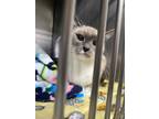 Adopt Millie a Cream or Ivory Siamese / Domestic Shorthair / Mixed cat in