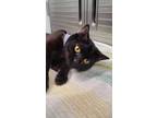 Adopt Clink a All Black Domestic Shorthair / Domestic Shorthair / Mixed cat in