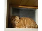 Adopt Ceiling Kyle a Orange or Red Domestic Shorthair / Domestic Shorthair /