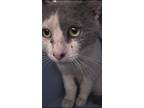 Adopt Mr Grey a Gray or Blue (Mostly) Domestic Shorthair (short coat) cat in