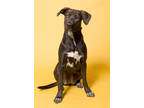 Adopt Minnie a Brown/Chocolate Labrador Retriever / Mixed dog in Santa Paula