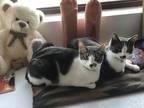 Adopt Charming - bonded with Pantheon a American Shorthair cat in Anthem