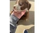 Adopt Summit a Brown/Chocolate - with White Australian Shepherd / Mixed dog in