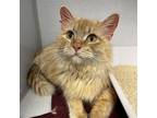 Adopt Elira a Orange or Red Domestic Shorthair / Domestic Shorthair / Mixed cat