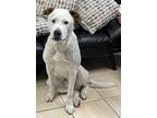 Adopt Ace a Great Pyrenees / Pit Bull Terrier / Mixed dog in Williamstown