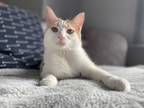 Adopt Merino a Orange or Red Domestic Shorthair (short coat) cat in Byron