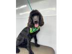 Adopt Zara a Poodle (Standard) / Mixed dog in Salem, WI (41210874)