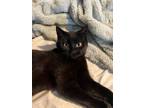 Adopt Velvet a Black (Mostly) Domestic Shorthair cat in Twin Falls
