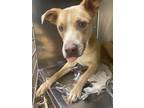 Adopt Blue* a Tan/Yellow/Fawn Labrador Retriever / Mixed dog in Baton Rouge