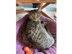 Adopt Zinnia a Domestic Shorthair / Mixed (short coat) cat in Jim Thorpe