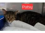 Adopt Patsy a Domestic Shorthair / Mixed (short coat) cat in Jim Thorpe