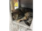 Adopt Patsy a Domestic Shorthair / Mixed (short coat) cat in Jim Thorpe