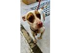 Adopt Uma a White American Pit Bull Terrier / Mixed dog in New Orleans