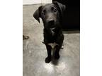 Adopt Piety IN FOSTER a Black Catahoula Leopard Dog / Mixed Breed (Medium) /