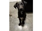 Adopt Piety a Black Catahoula Leopard Dog / Mixed dog in New Orleans