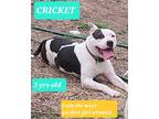 Adopt Cricket a Black - with White American Staffordshire Terrier / Mixed dog in