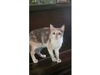 Adopt Mocha a Calico or Dilute Calico Calico / Mixed (medium coat) cat in