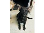 Adopt Blakely a Black German Shepherd Dog / Mixed dog in Baraboo, WI (40904933)