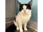 Adopt Chester a White Domestic Mediumhair / Domestic Shorthair / Mixed cat in