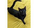 Adopt Priscilla a All Black Domestic Shorthair / Mixed (short coat) cat in