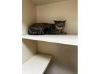 Adopt Mee Moo BARN CAT a Gray or Blue Domestic Shorthair / Domestic Shorthair /