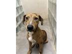 Adopt Alastair a Tan/Yellow/Fawn Catahoula Leopard Dog / Mixed dog in Lihue
