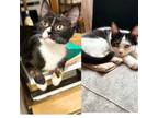 Adopt Farofa & Picanha a Domestic Shorthair / Mixed cat in Brooklyn