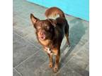 Adopt Archie a Brown/Chocolate - with White Australian Shepherd / Mixed dog in