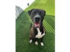 Adopt Joe a Black - with White Great Dane / Mixed dog in Arlington