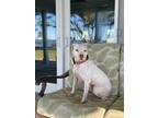 Adopt Sprinkles a White - with Tan, Yellow or Fawn American Pit Bull Terrier /