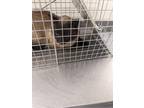 Adopt Barn Cat* a Brown or Chocolate Siamese / Domestic Shorthair / Mixed cat in