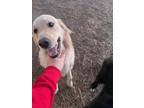 Adopt Bella a Red/Golden/Orange/Chestnut Golden Retriever / Mixed dog in Newton