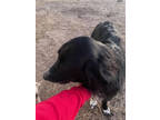 Adopt Rosalee a Black Golden Retriever / Mixed dog in Newton, KS (41213457)