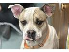 Adopt Bart a Brindle Mixed Breed (Large) / Mixed dog in Newton, KS (41031493)