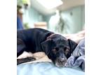 Adopt Coco Bean a Black Pekingese / Dachshund / Mixed dog in PORTLAND