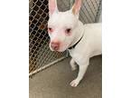 Adopt Sugar Ray a White Boxer / American Pit Bull Terrier / Mixed dog in Kokomo