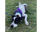 Adopt Daisy a Black Great Dane / Mixed dog in Austin, TX (41212953)
