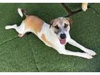 Adopt Luna a Tan/Yellow/Fawn - with White Anatolian Shepherd / Mixed dog in
