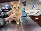 Adopt Marsh a Orange or Red Domestic Shorthair / Mixed Breed (Medium) / Mixed