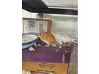 Adopt Fiss a Brown or Chocolate Gerbil / Mixed small animal in Cleveland