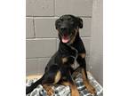 Adopt Muenster a Black Rottweiler / Mixed dog in Gainesville, TX (41212778)