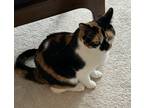 Adopt Muffin a Calico or Dilute Calico American Shorthair / Mixed (short coat)