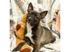 Adopt 160980 a Black Mixed Breed (Medium) / Mixed dog in Bakersfield
