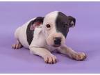 Adopt Deacon a White Fox Terrier (Smooth) / Border Collie / Mixed dog in Morton