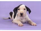 Adopt Dale a White Fox Terrier (Smooth) / Border Collie / Mixed (short coat) dog