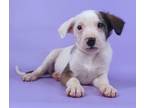 Adopt Destiny a White Fox Terrier (Smooth) / Border Collie / Mixed (short coat)