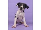 Adopt Diva a White Fox Terrier (Smooth) / Border Collie / Mixed (short coat) dog