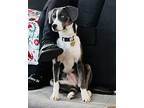 Adopt Silvie a Labrador Retriever / Border Collie dog in Fairfax Station